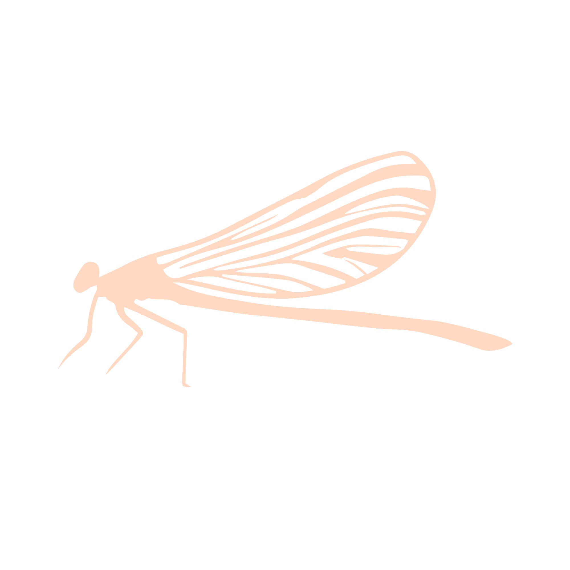 LIBELULA 2